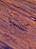 ルリボシヤンマの幼虫